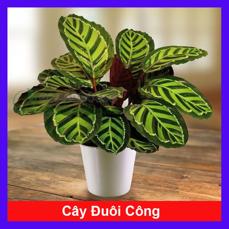 Cây Đuôi Công - cây cảnh mini - cây cảnh để bàn - caykiengsadec
