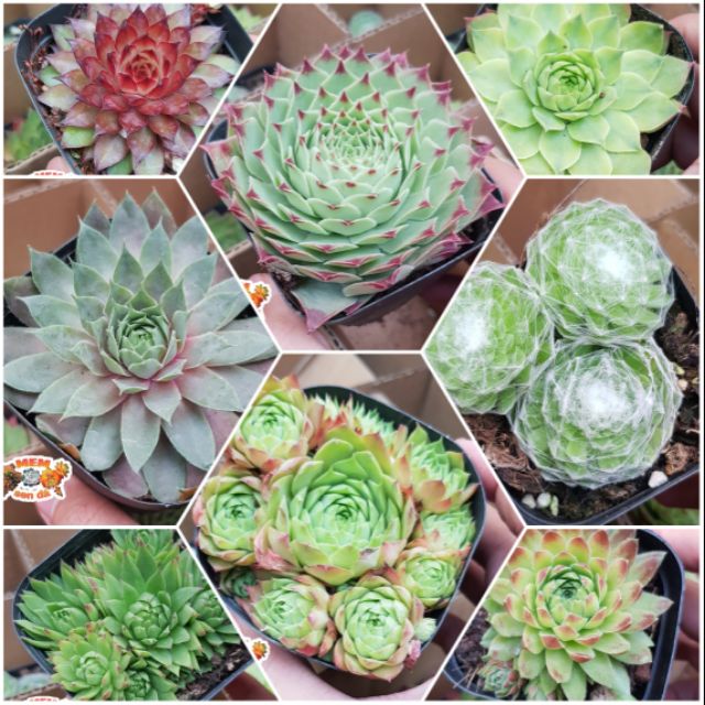 Combo sen đá 8 loại giống mới size trung