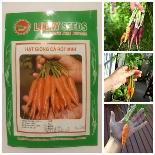 Hạt giống Cà Rốt Mini