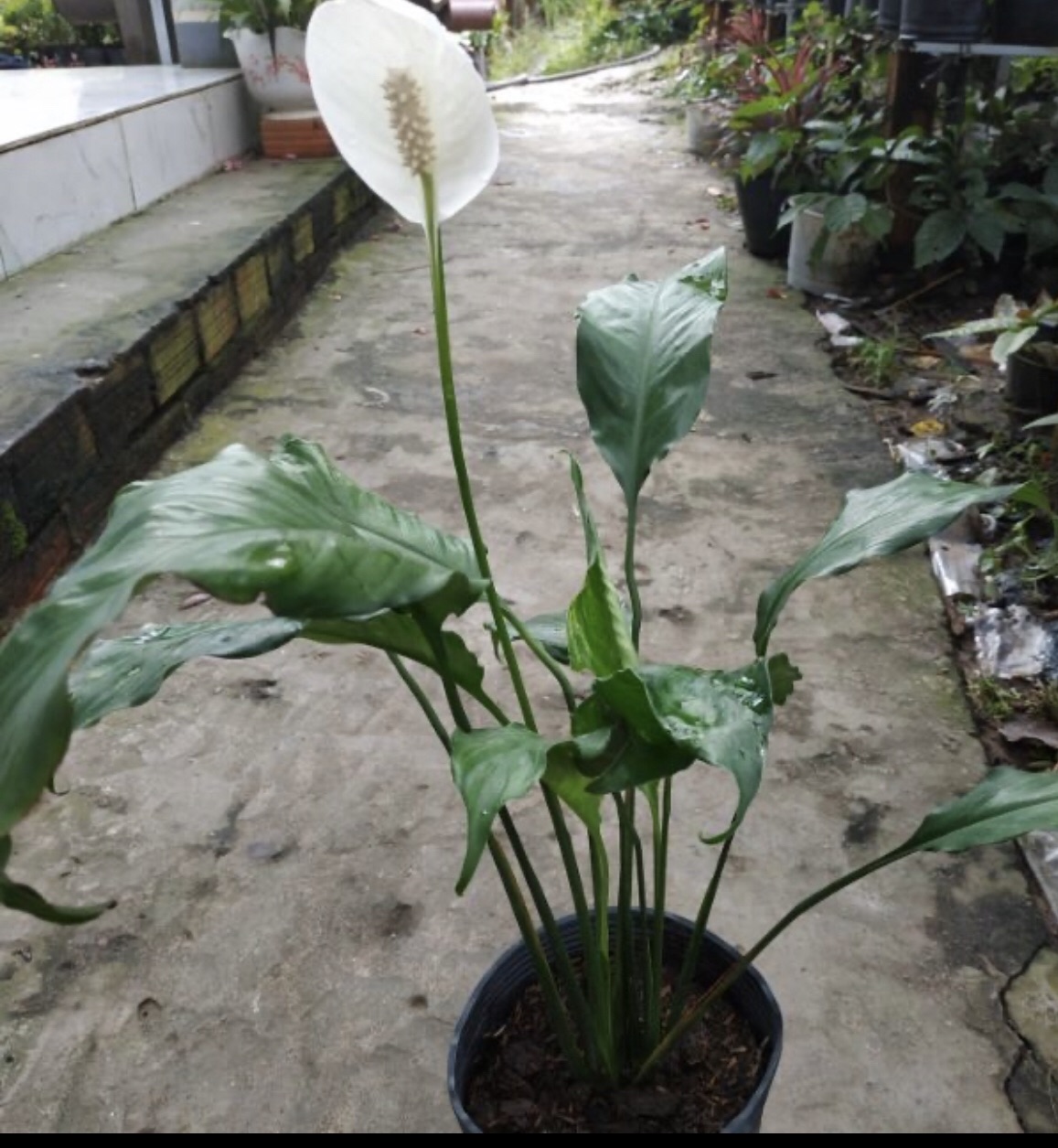 Cây lan ý - Cây cảnh để bàn