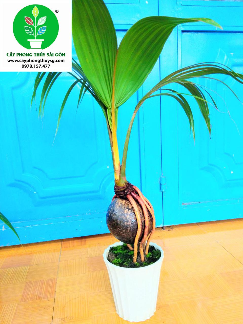 Dừa Bonsai Kiểng văn phòng