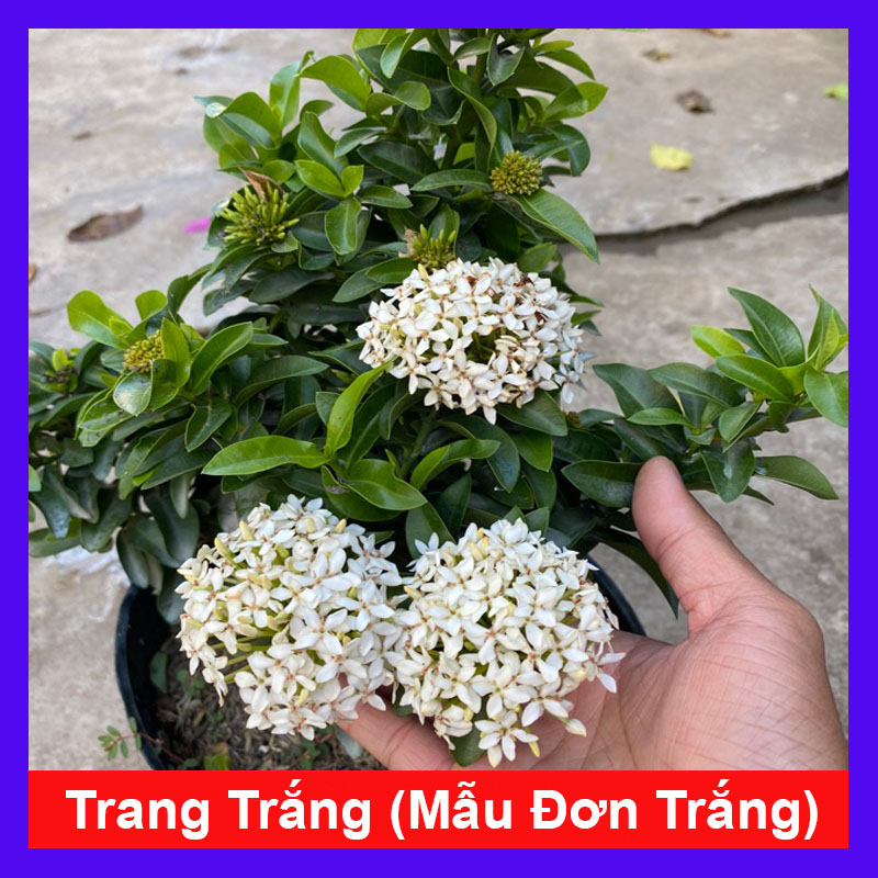 Cây Bông Trang Trắng (Mẫu Đơn Trắng) - Cây cảnh trong nhà