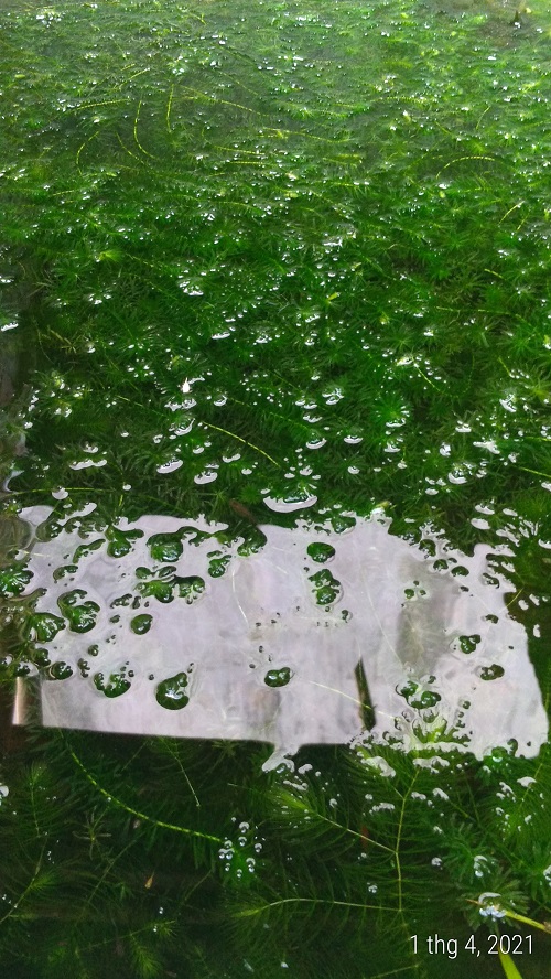 Rong đuôi chó - Cây thủy sinh (1 bó 10 đến 15 nhánh)