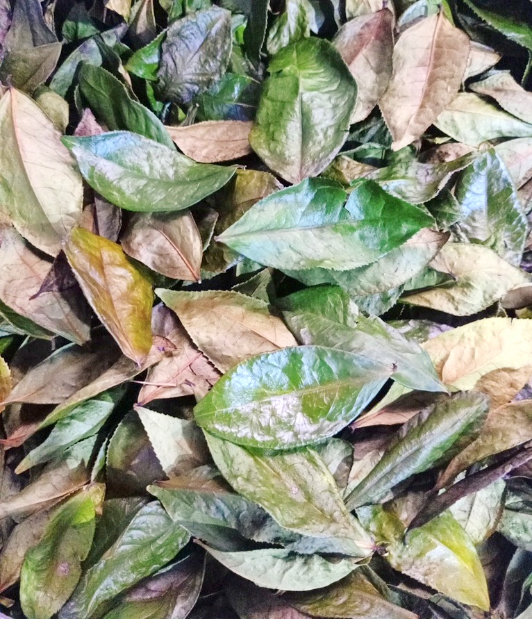 Lá chè xanh Mộc Châu sấy lạnh