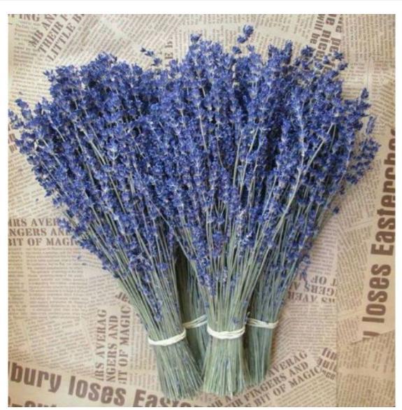 Hoa Lavender Phơi Khô, oải hương tím tự nhiên Trang trí tiệc văn phòng Trang trí tiệc cưới