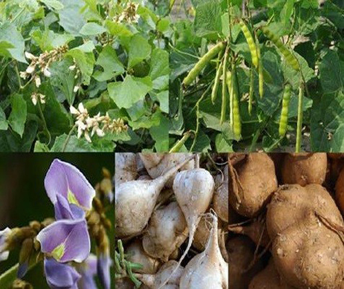 Hạt giống củ đậu cao sản  - gói 30 hạt