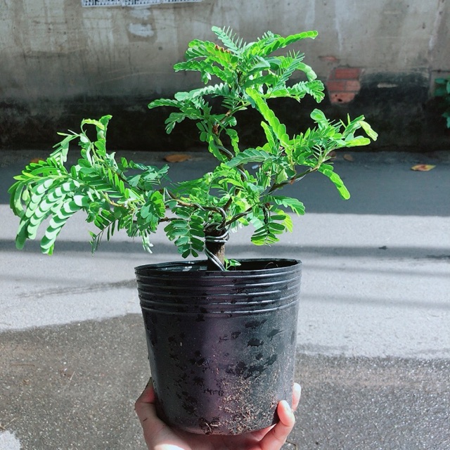 [HCM]Cây Me Bonsai
