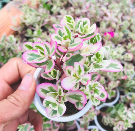 CỎ SAM HỒNG SIZE BÉ ĐÀ LẠT KHOẺ ĐẸP LỖI 1 ĐỔI 1