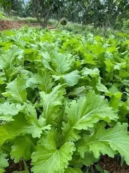 Hạt giống rau cải mèo 10gr