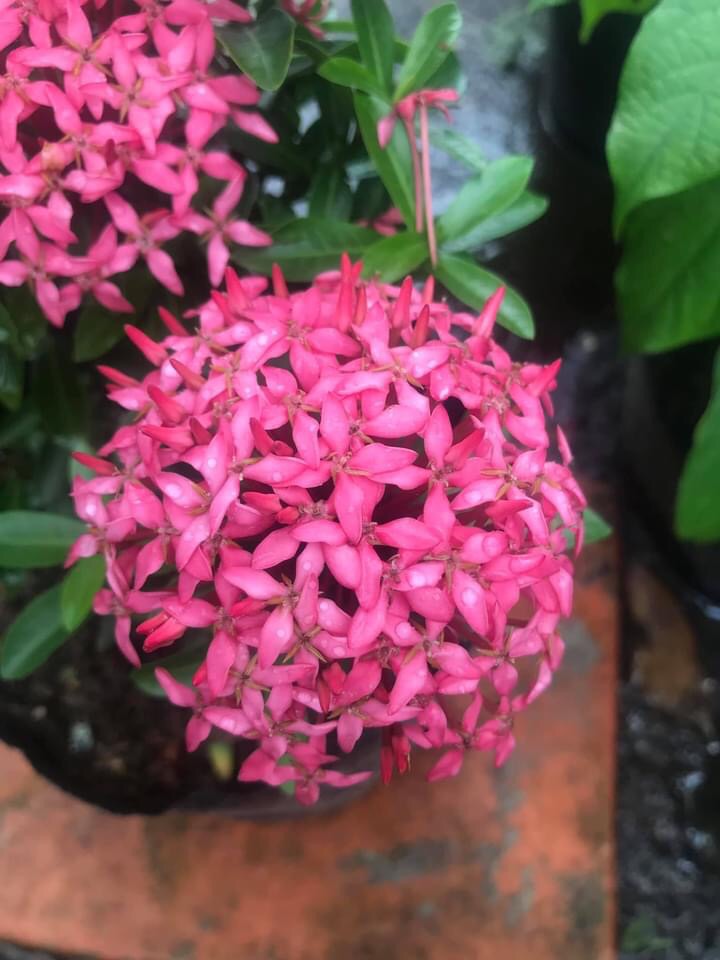 Mẫu Đơn Hồng Tím Sen ( bông trang hồng tím sen ) - Cây cảnh sân vườn