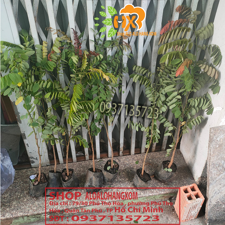 combo 5 cây cẩm lai cây giống