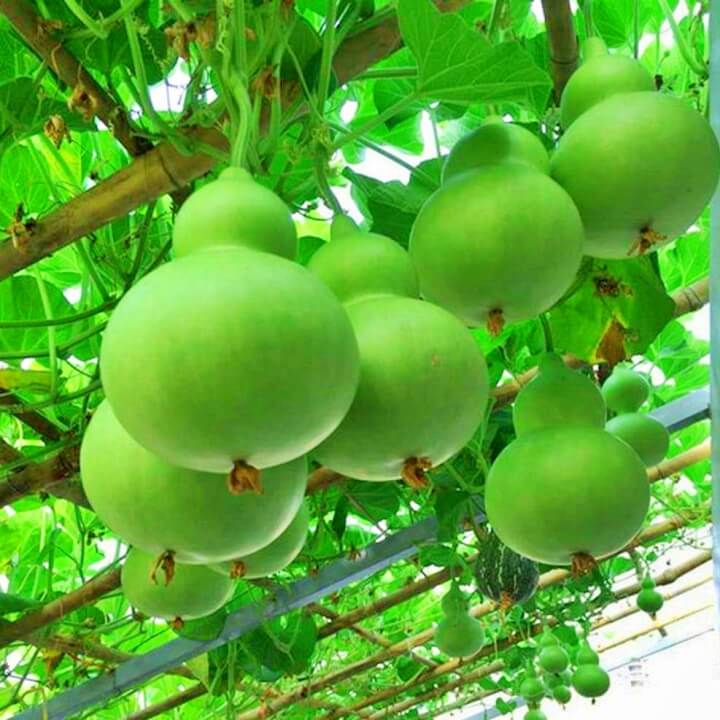 10H - HẠT GIỐNG BẦU HỒ LÔ (SIÊU DỄ TRỒNG)