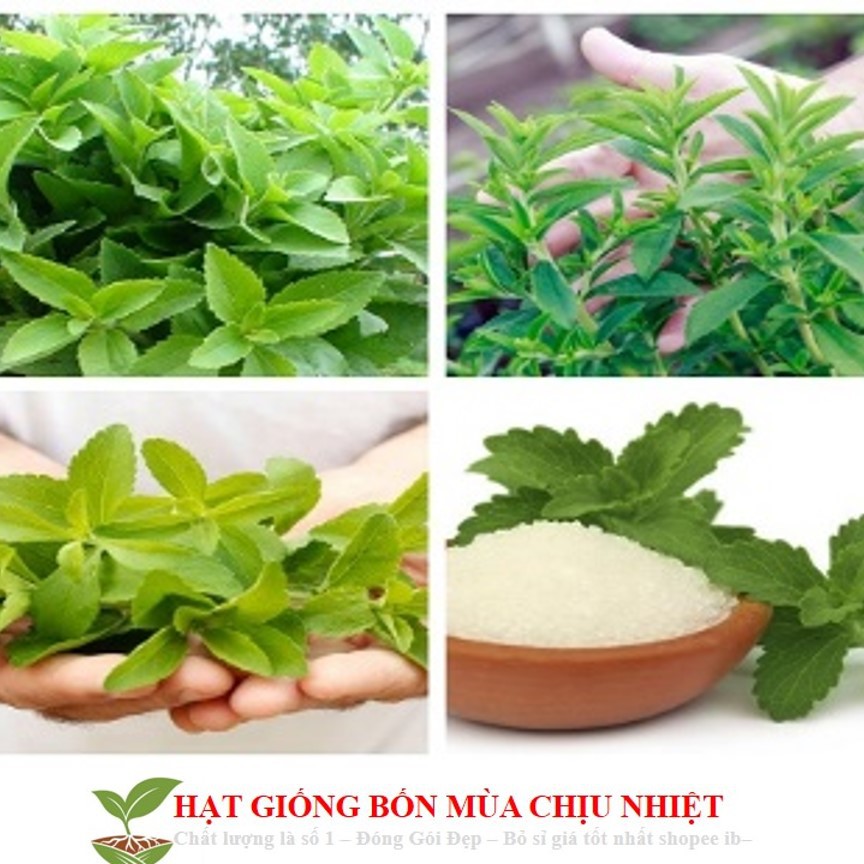 MJ189 GÓI 50 Hạt Giống Cỏ Ngọt Stevia NẢY MẦM TỐT (B3.202 | C26)