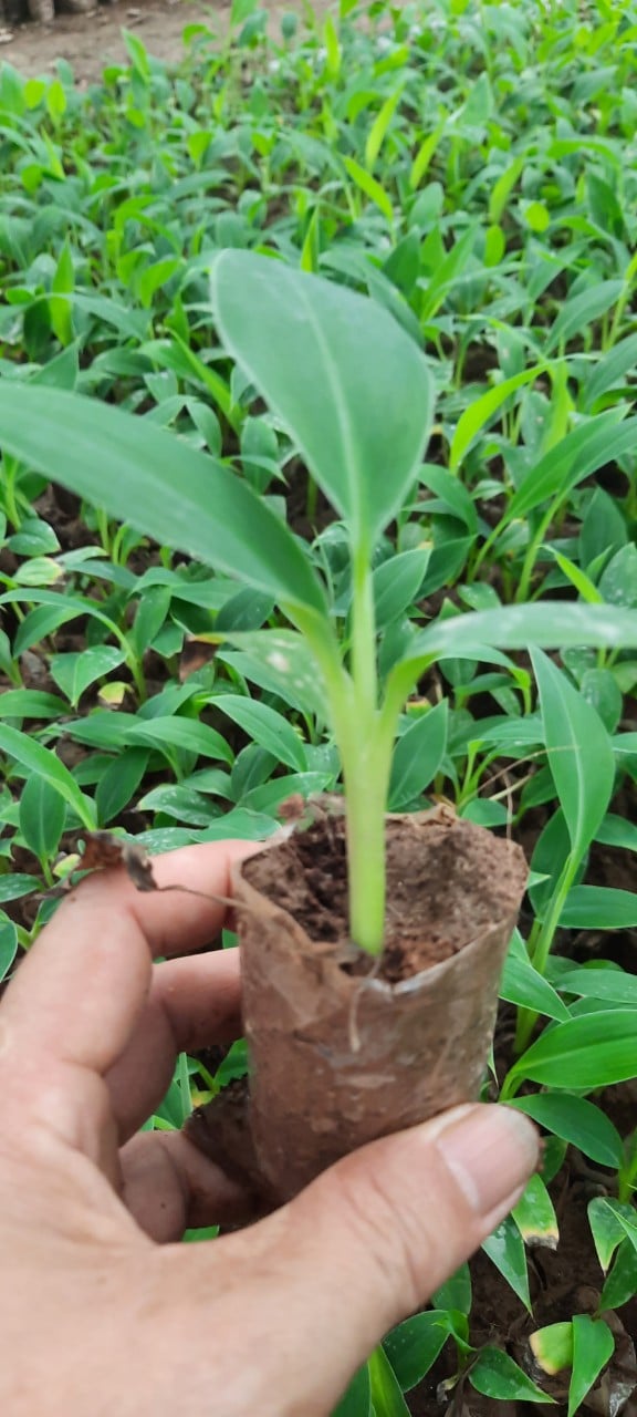 CÂY GIỐNG CHUỐI TIÊU HỒNG