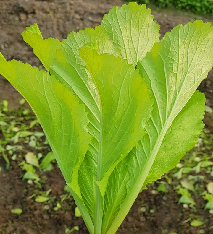 20gr Hạt Giống Cải Bẹ Vàng Ngọt