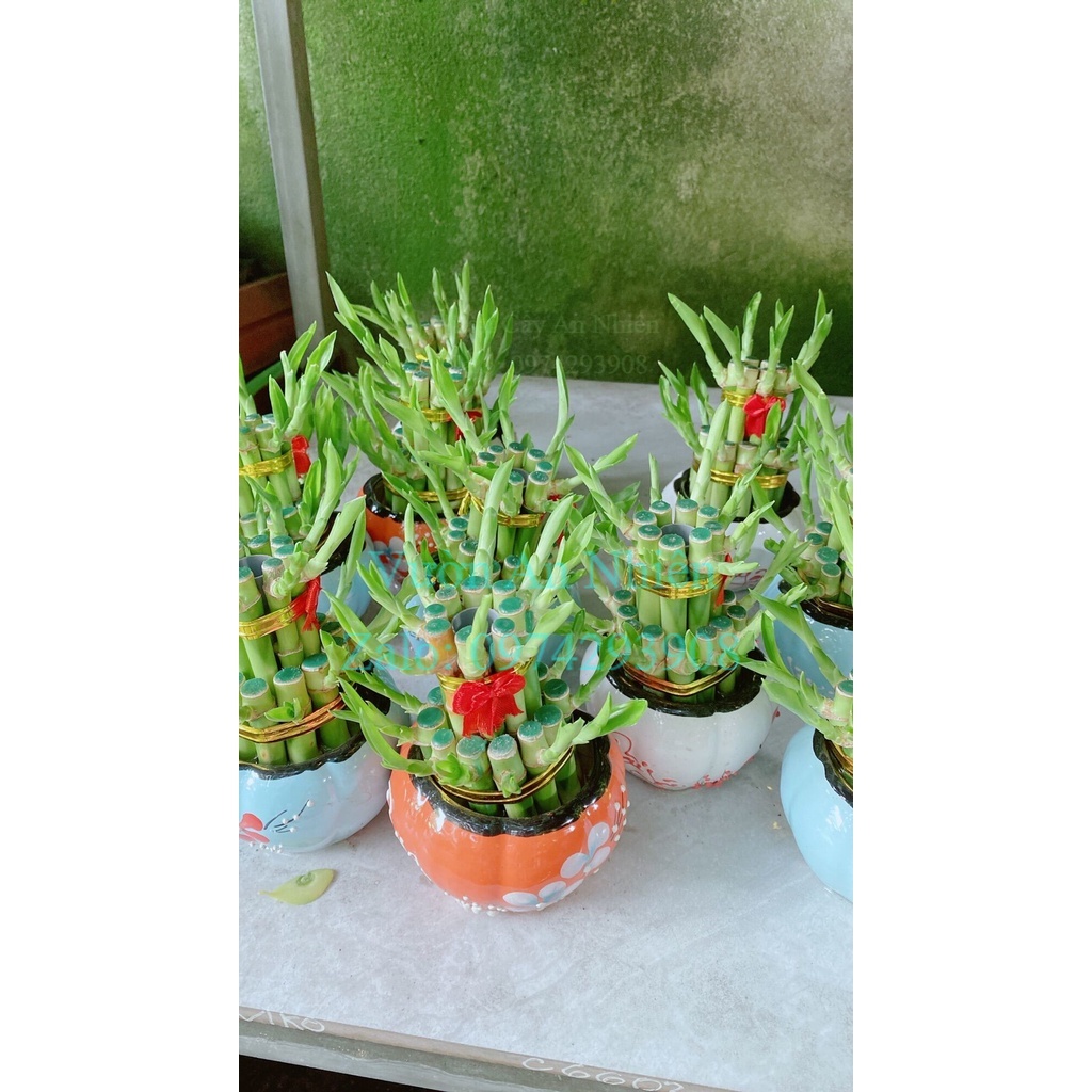 Chậu Cây Trúc Phát Tài
