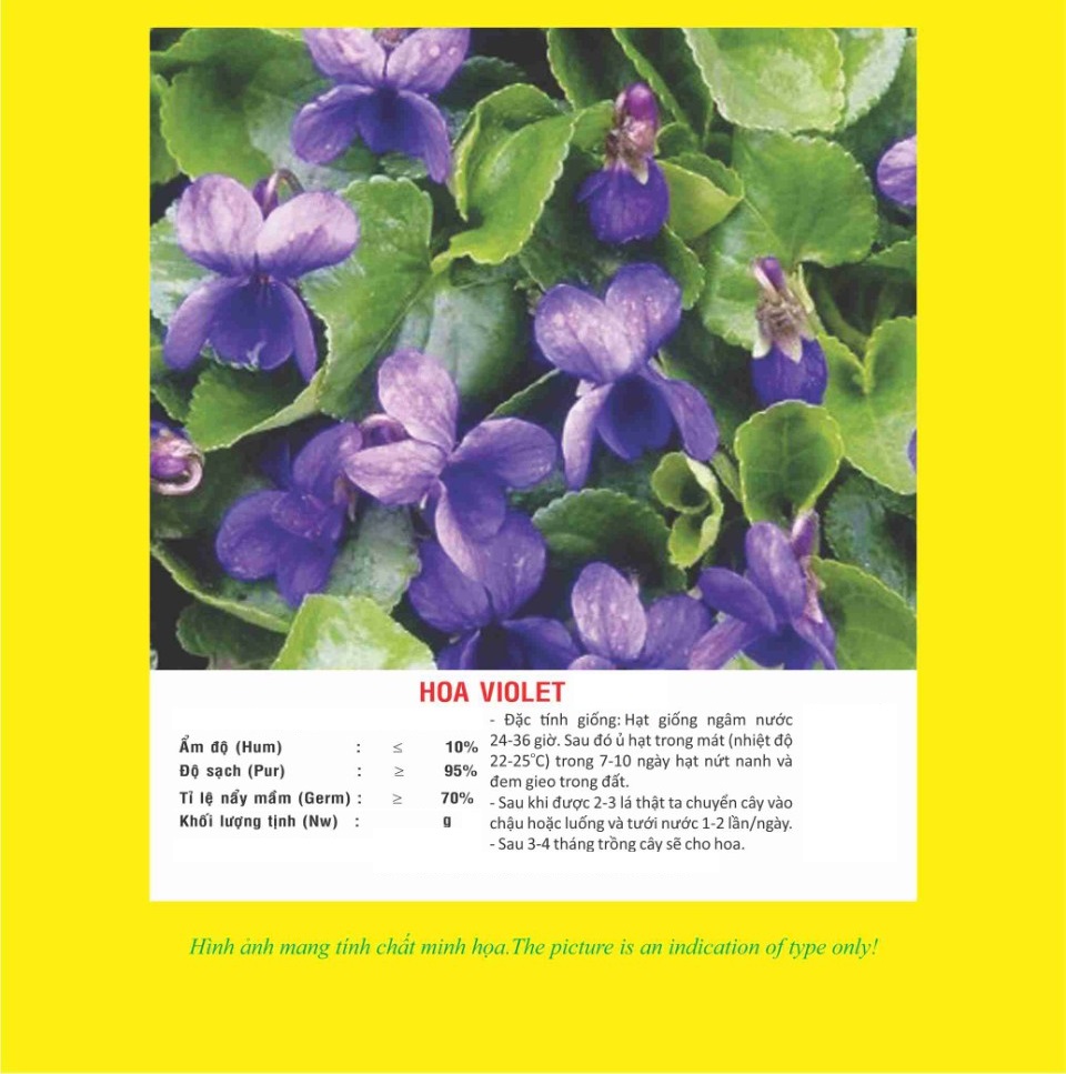 Hạt giống hoa Violet VTP78 | Vạn Tín Store
