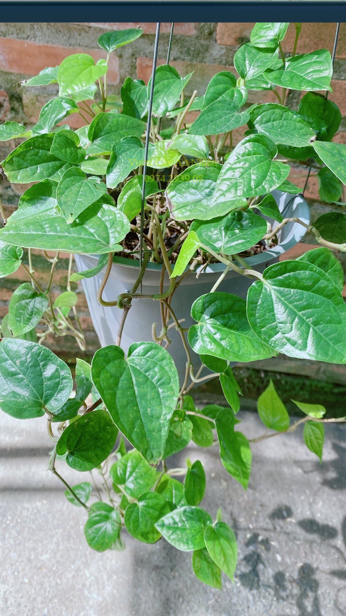 Cây Trầu Không