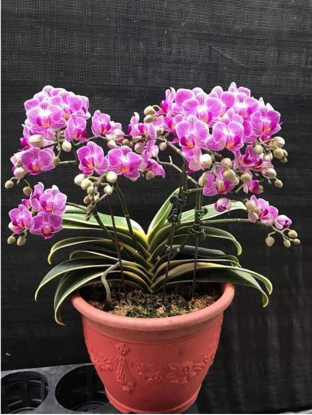 Hoa lan hồ điệp lá biên