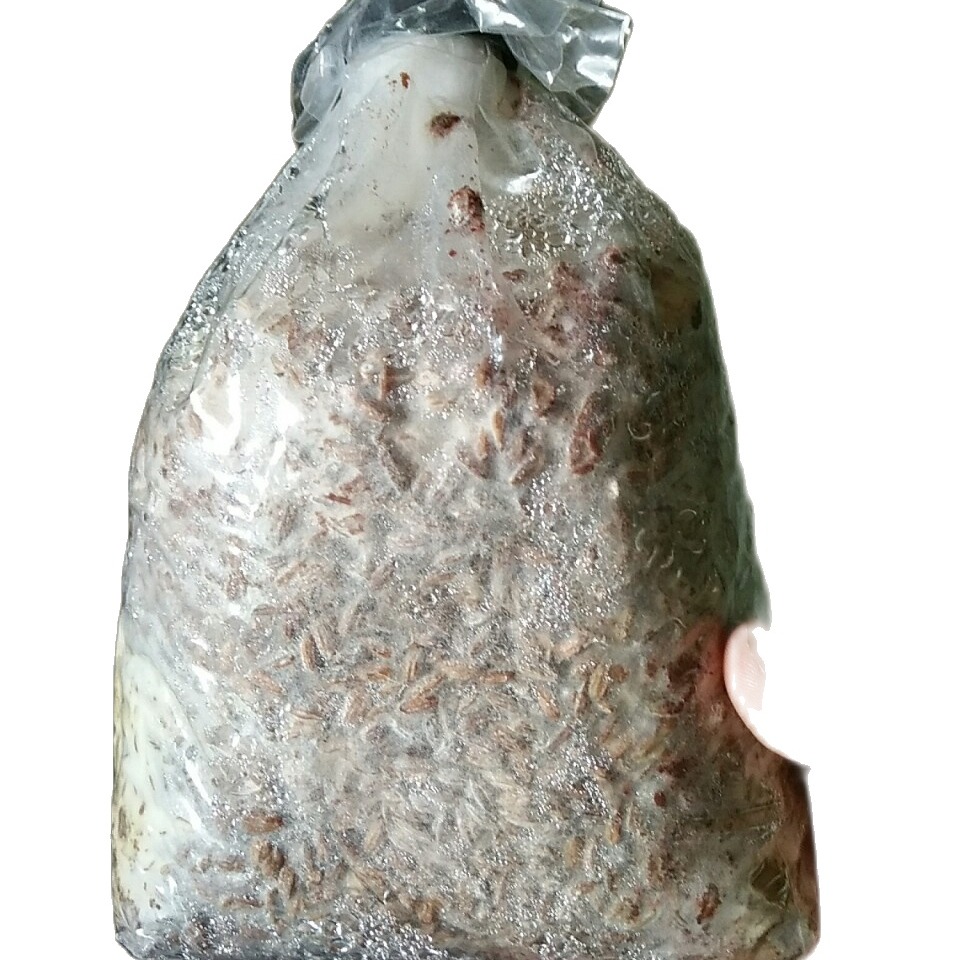 Meo giống nấm rơm [cơ chấc bằng thóc]