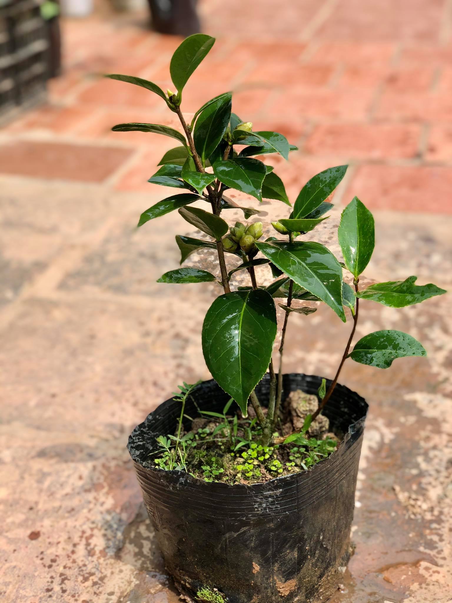 Cây hoa trà my đang nụ hoa  (ảnh thật)-cao 50cm