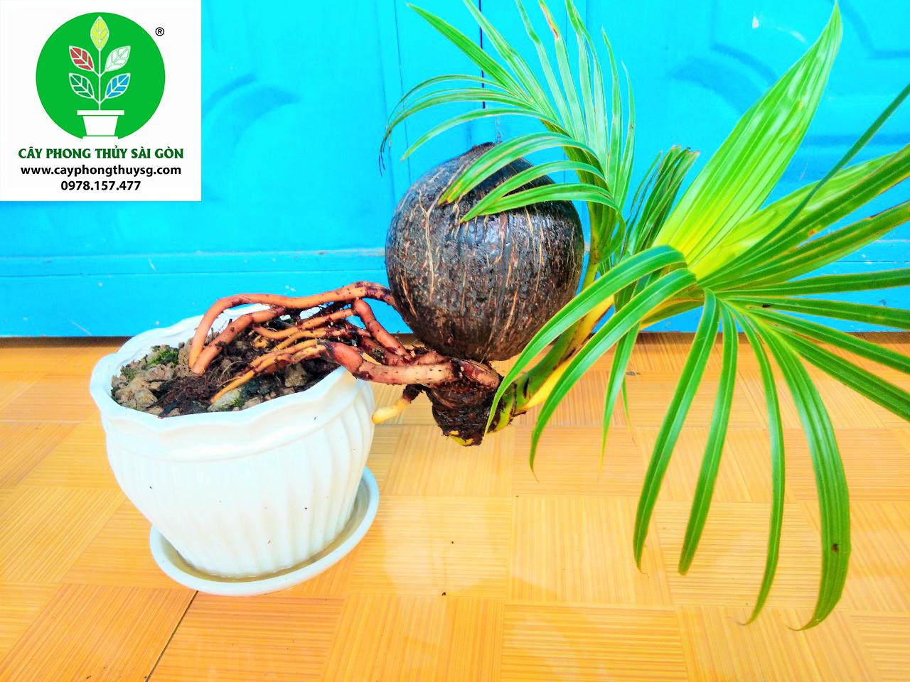 Dừa Bonsai Kiểng văn phòng