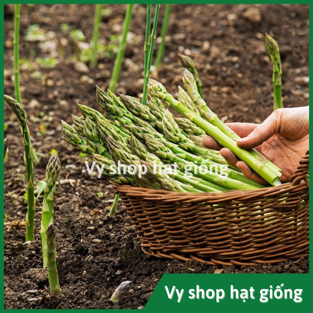 Hạt giống măng tây xanh Thái Lan