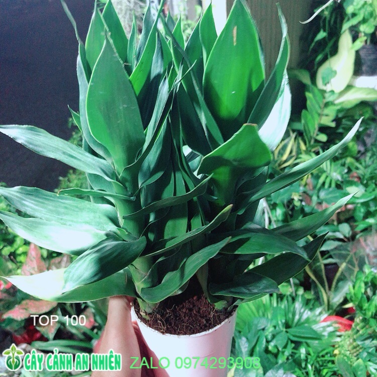Chậu cây phát tài búp sen