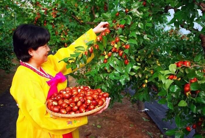 Táo đỏ sấy khô Hàn quốc 1kg