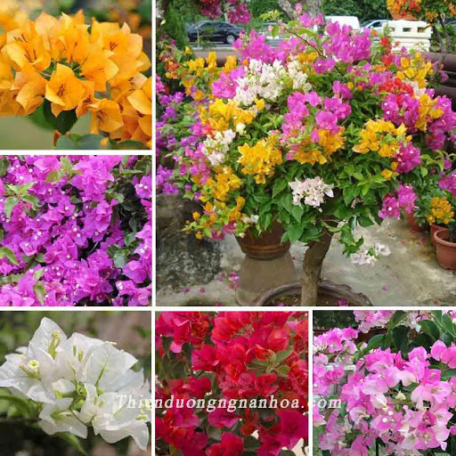 CÂY HOA GIẤY ĐỦ MÀU BẦU NHỎ