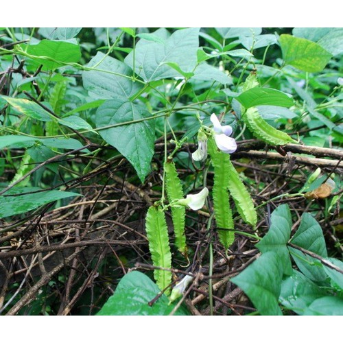 Hạt giống đậu rồng cao sản - Gói 5gram