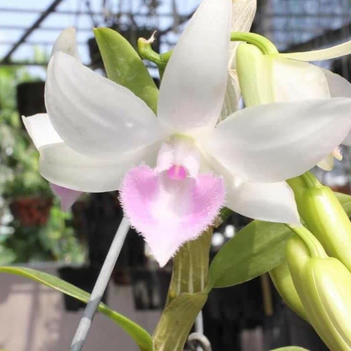 Hoa lan phi điệp - 5ct nha trang (cao 15cm,cây đẹp,bộ rẽ khỏe)