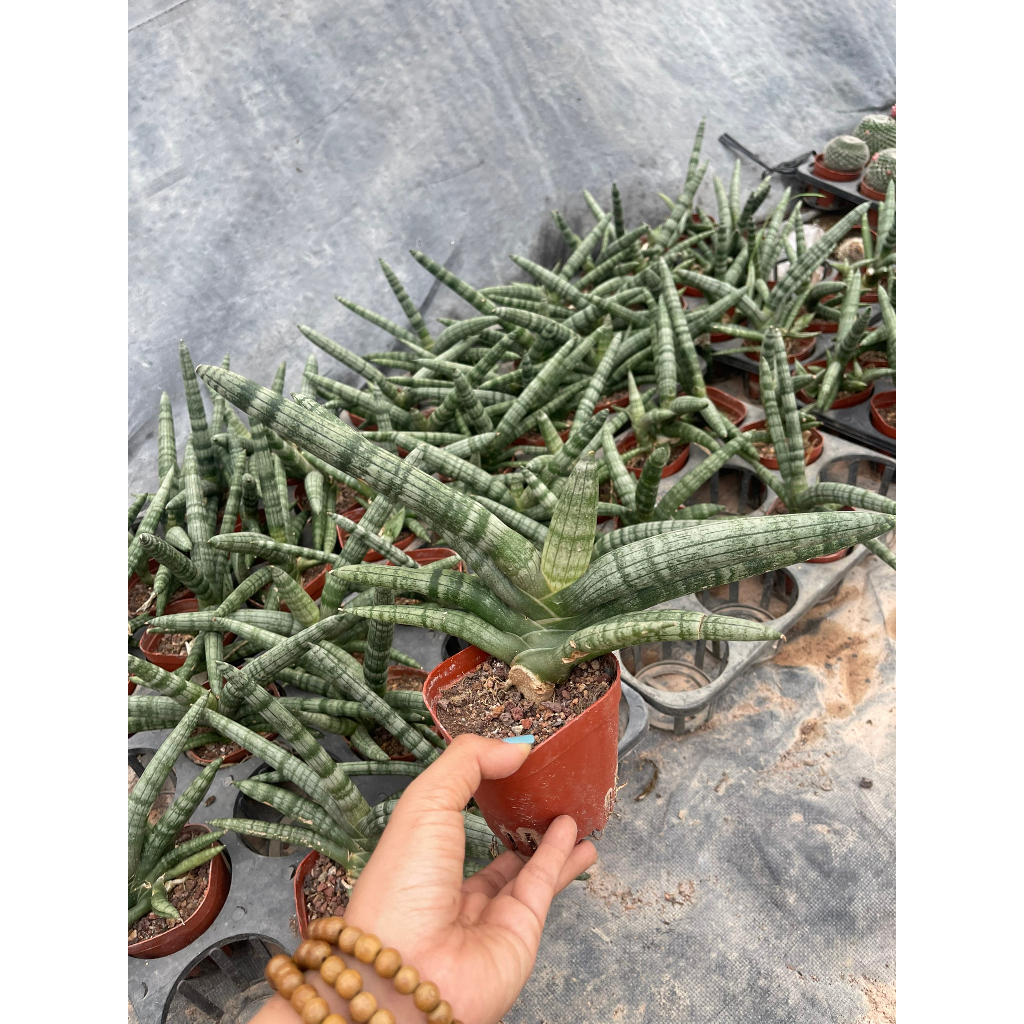 Chậu cây Ngà Voi - Sansevieria canaliculata Carr.