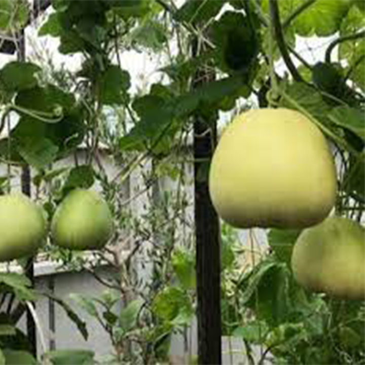 Hạt giống dưa lê trắng siêu ngọt 20 hạt