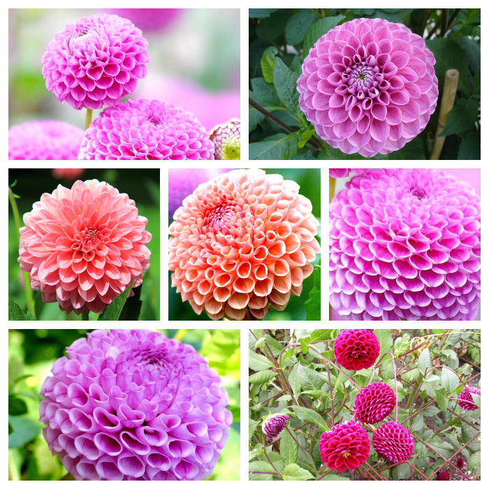 Hạt giống hoa Thược Dược Tổ Ong Mix thân cao VTS106 | Vạn Tín Store