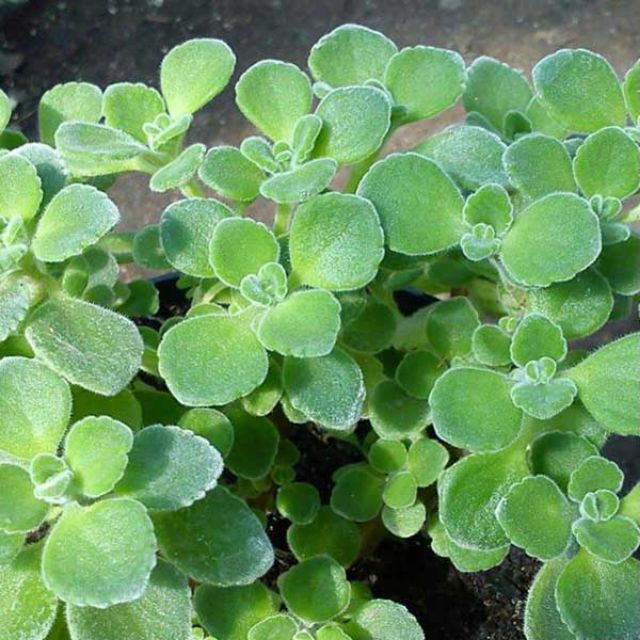 Cây nhất mạt hương