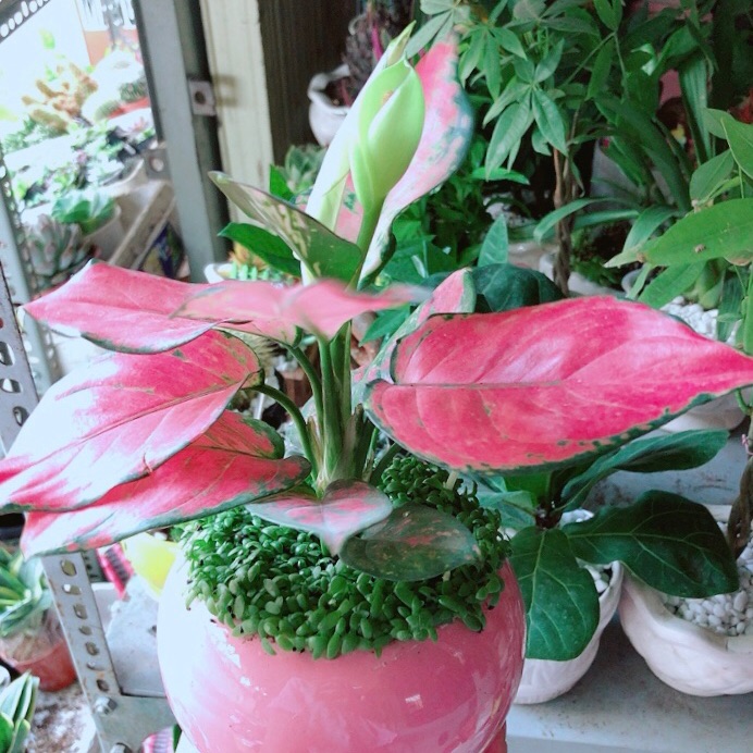 Chậu vạn lộc hồng