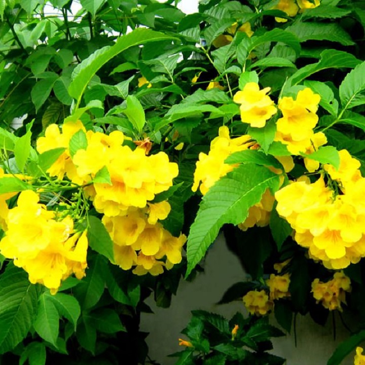 bầu cây giống hoa chuông vàng