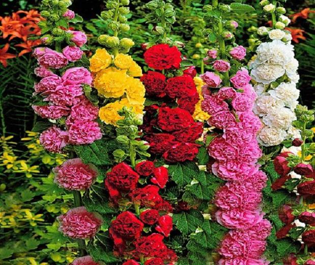 Hạt giống hoa mãn đình hồng 1g