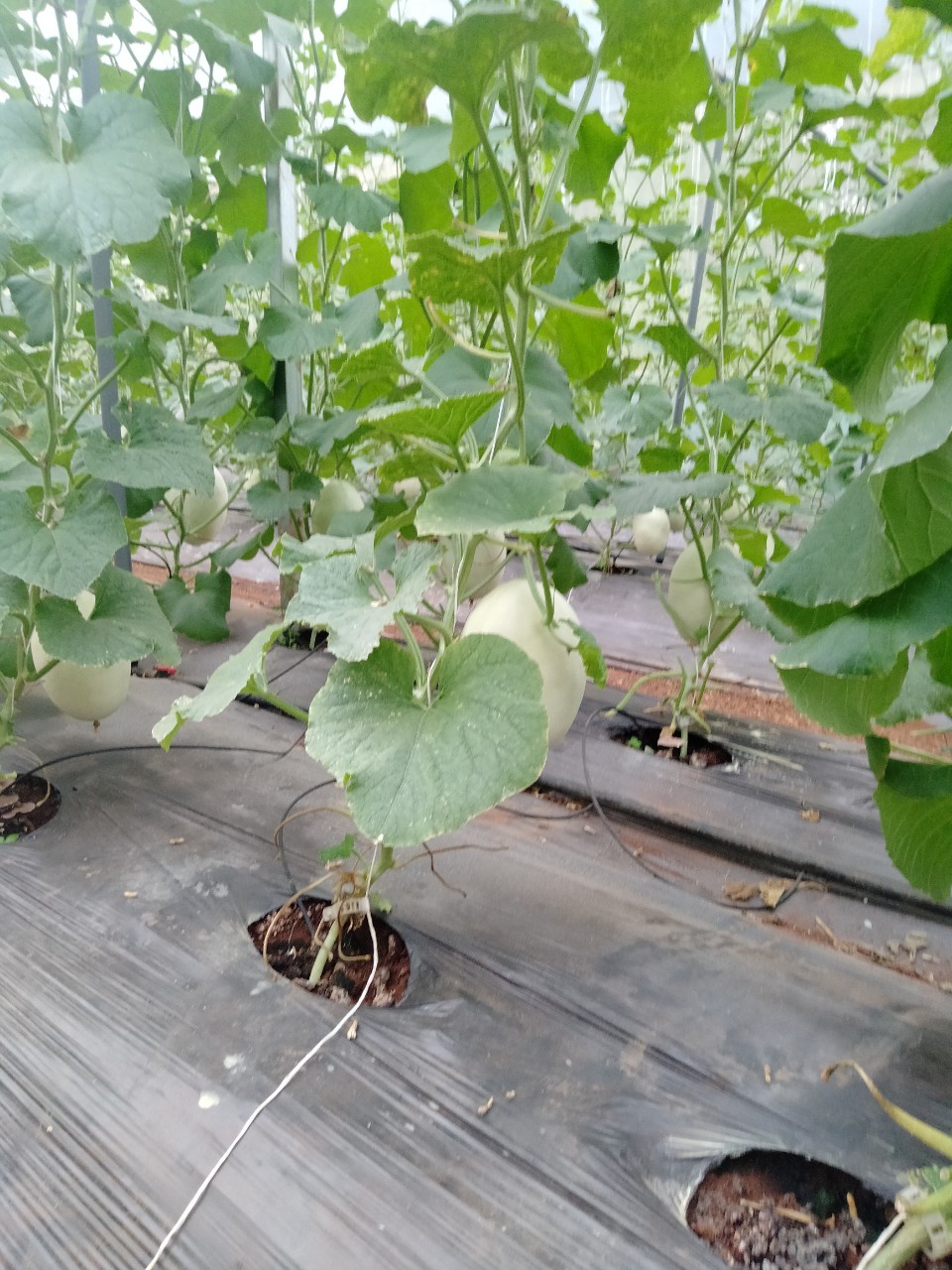 Hạt giống dưa lê Bạch Ngọc Ngọt Thanh, Ruột Trắng_KIEUFARM_1 Gói/500 hạt