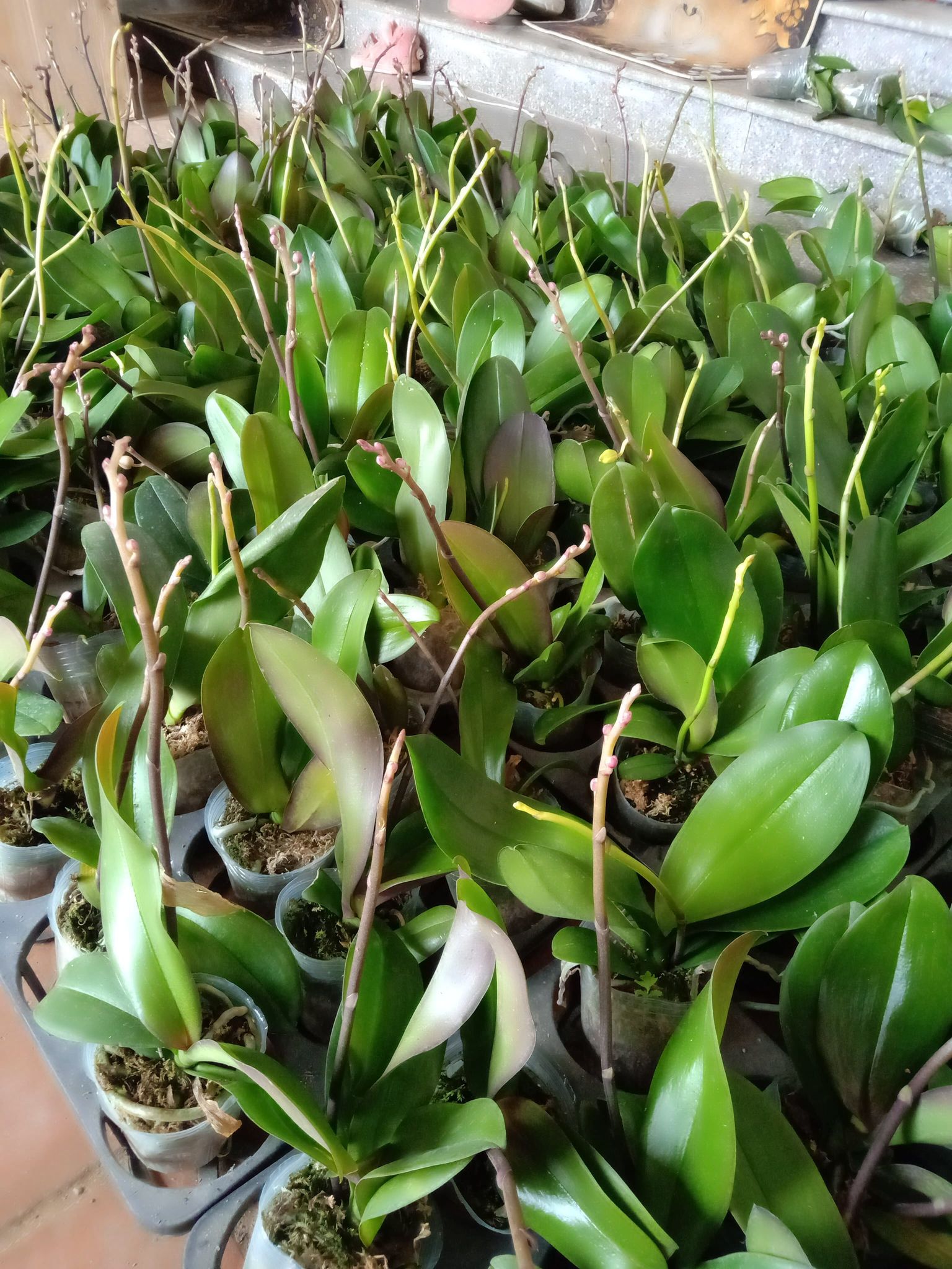 3 cốc lan hồ điệp có ngồng