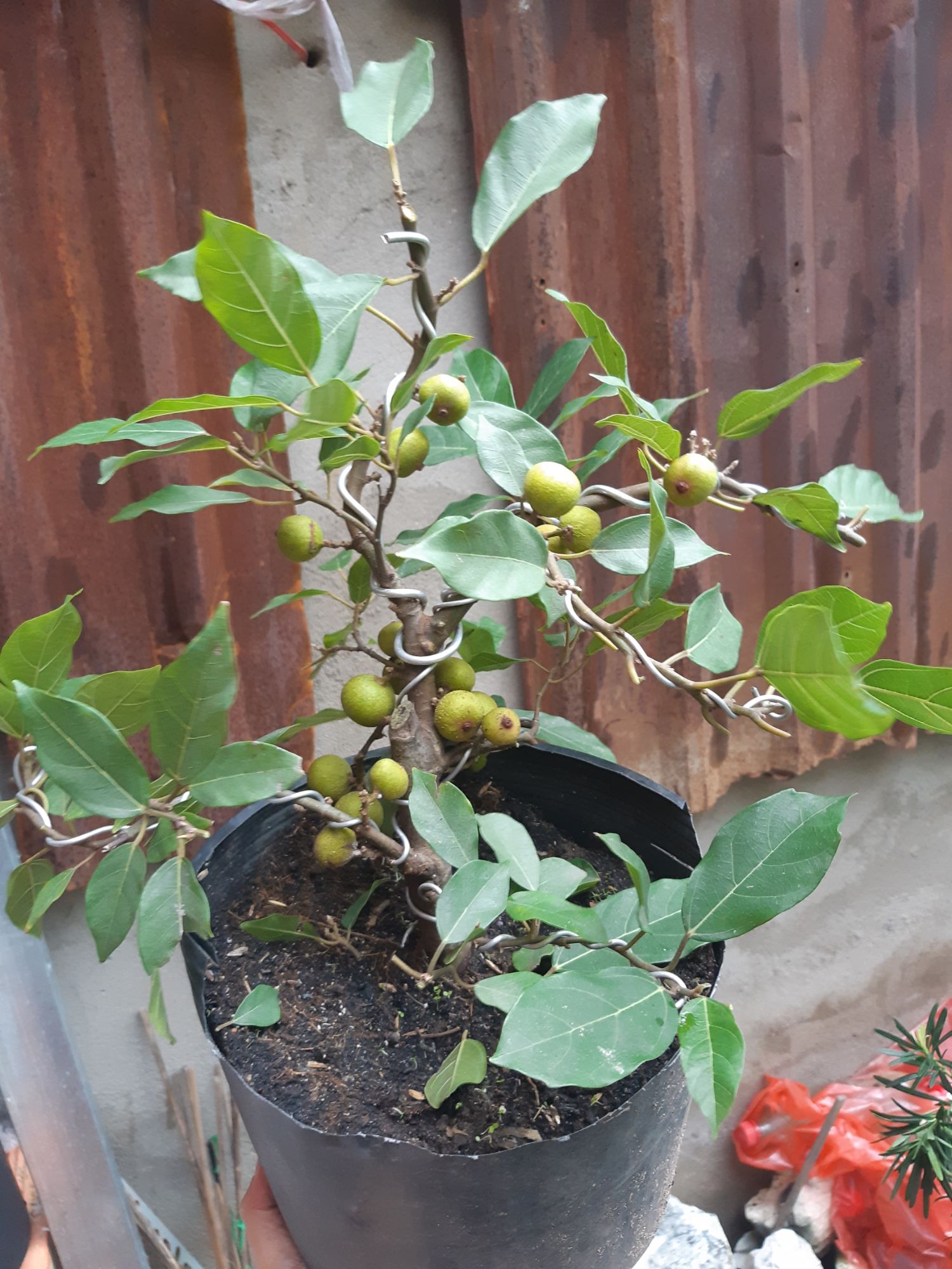 sung bonsai siêu trái