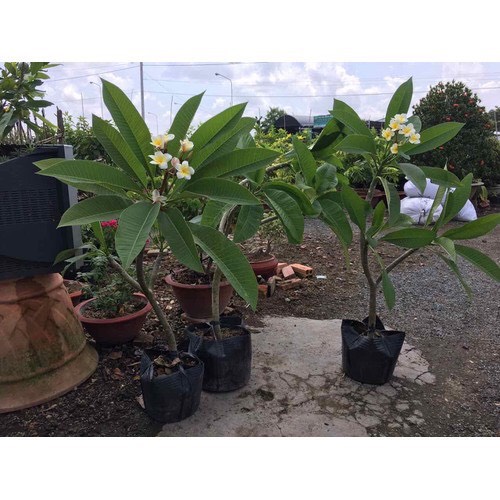 Cây hoa sứ đại vàng