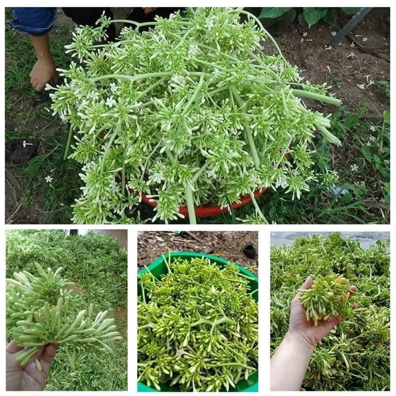 Hạt giống cây đu đủ đực siêu bông-gói 10 hạt
