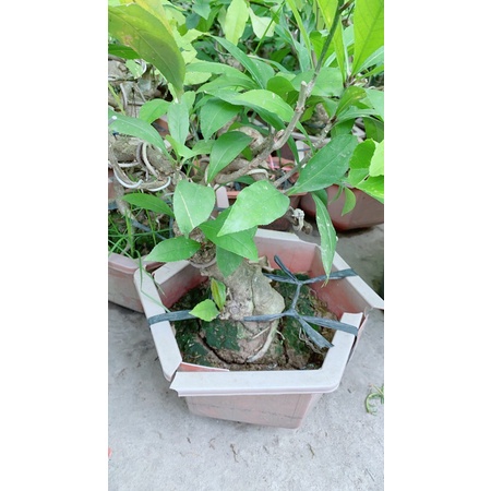 Lộc Vừng Bonsai