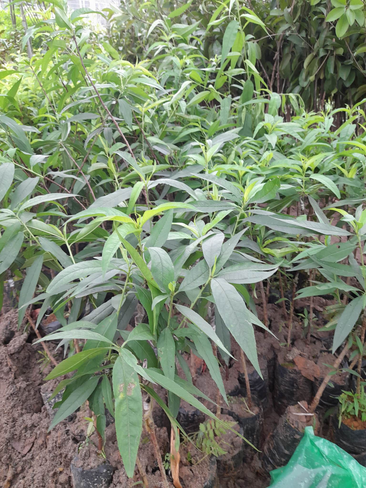 Giống Đào Nhật Tân-Cây Ăn Trái+Tặng kèm phân bón