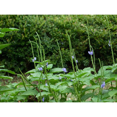 Hạt giống cây đuôi chuột ( mạch lạc )100 hạt