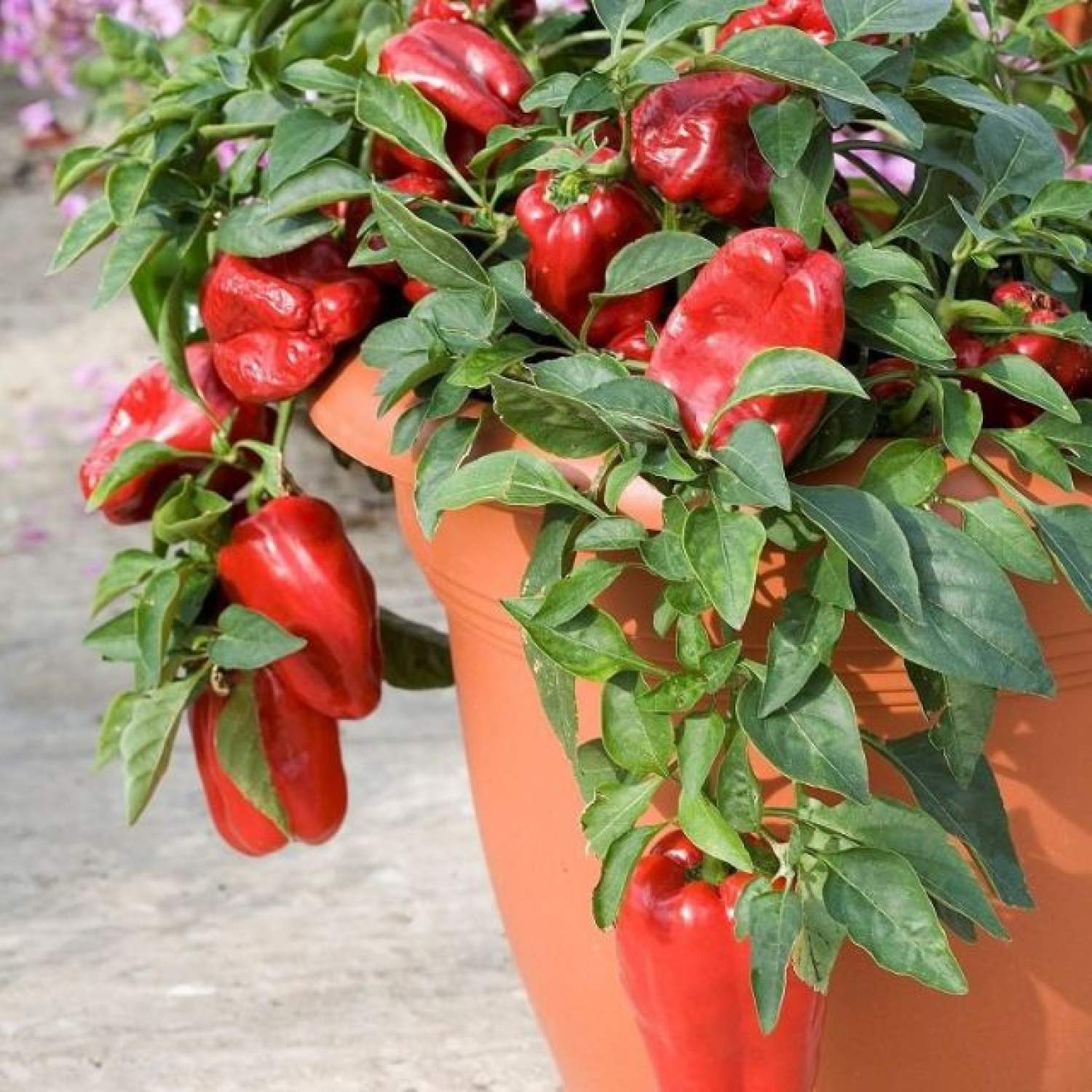 Ma159 gói hạt giống ớt chuông ngọt đỏ-10 hạt