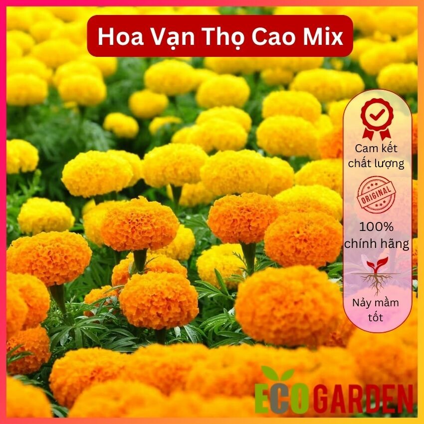 Hạt Giống Hoa Vạn Thọ Cao Nhiều Màu (ECO.325)