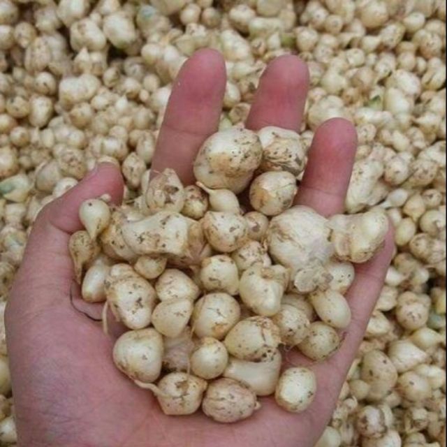 Hành Tăm 1KG (Củ nén) Quảng Trị Nhà Trồng